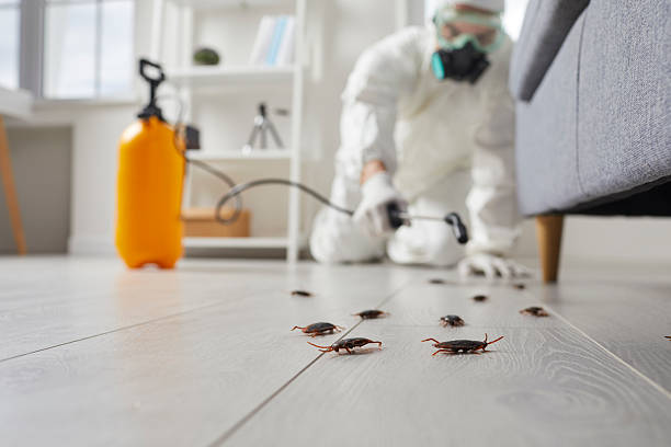 Commercial Kitchen Cockroach Control in Sulphur Springs